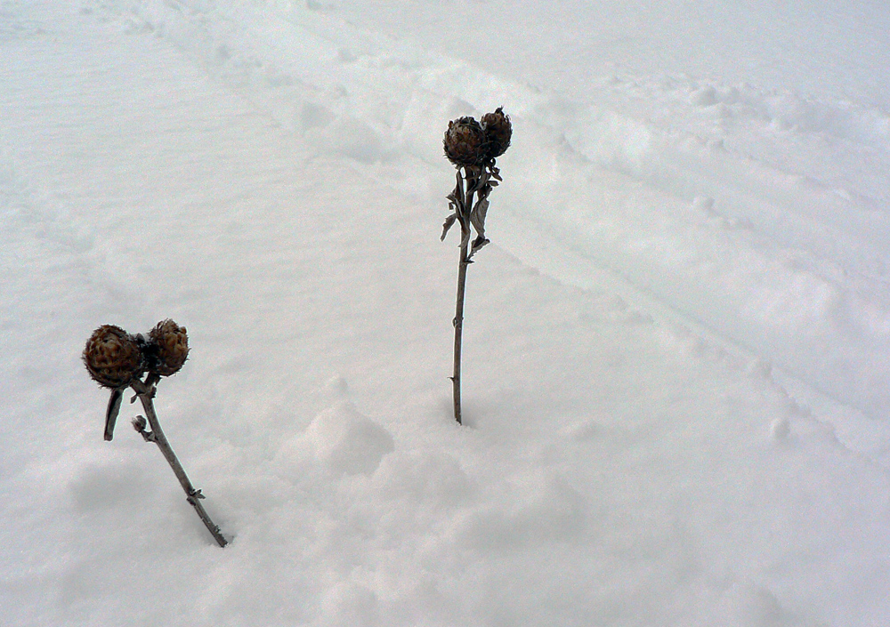 skialpova-prechadzka-okolo-zvolena