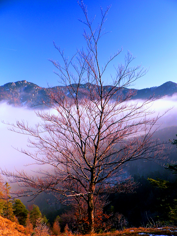 drienok-velkofatransky