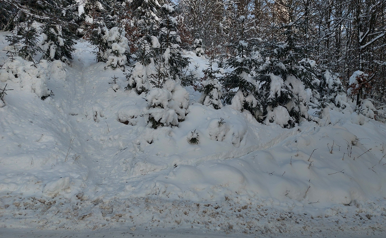 Našťastie je tu stopa priamo hore, aj na výber: rovno či cikcak mladinou. Našťastie_je_tu_stopa_priamo_hore,_aj_na_výber:_rovno_či_cikcak_mladinou.