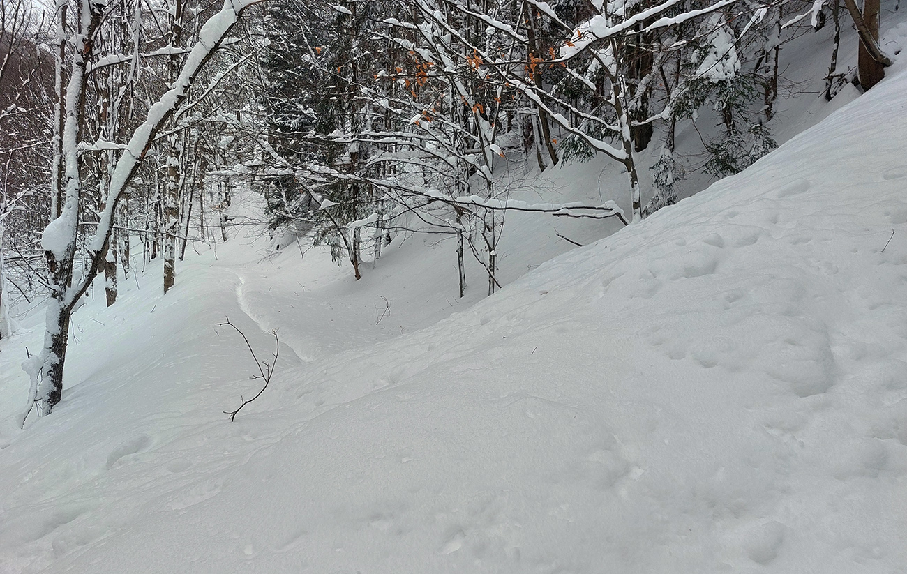 Jedna z lavíniek, ktoré nedávno padali dole cez prieseky v lese. Jedna_z_lavíniek,_ktoré_nedávno_padali_dole_cez_prieseky_v_lese.
