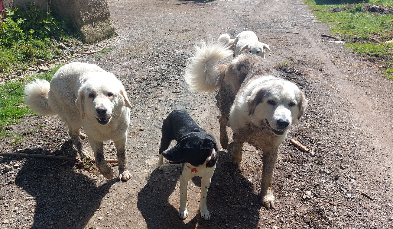 Prítulní sprievodcovia areálom družstva pred Priechodom. Prítulní_sprievodcovia_areálom_družstva_pred_Priechodom.