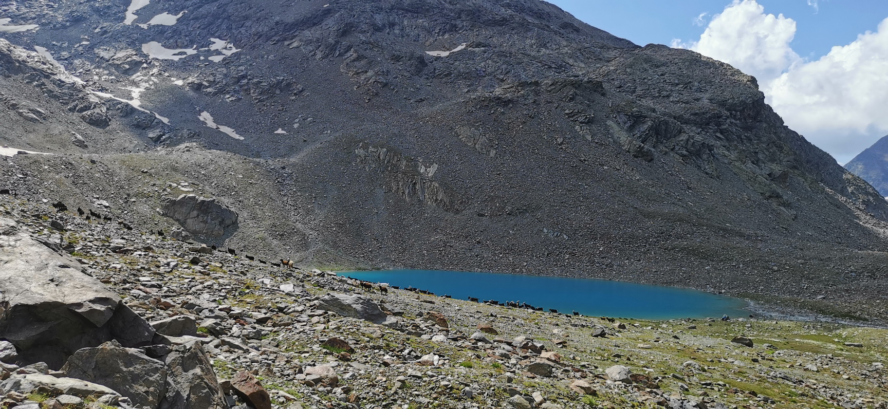 stádo_polodivokých_kôz_a_Lago_di_Quota