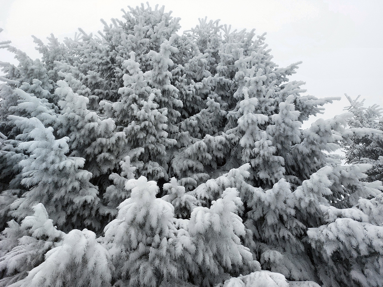 mliecna-sobota-pod-liprunom