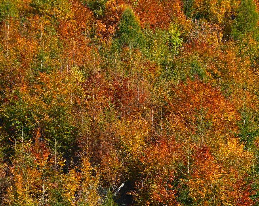 gycova-jesen-v-traverzoch-sucheho